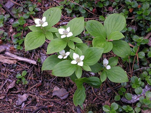 image dwarf-dogwood-bunchberry-or-pigeonberry-1-bc-jpg