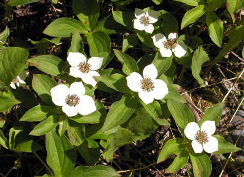 image dwarf-dogwood-bunchberry-or-pigeonberry-2-bc-jpg