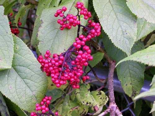 image elderberries-not-edible-mt-st-helens-wa-jpg