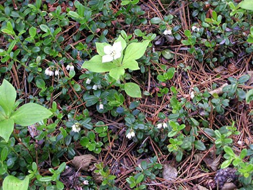 image lingonberry-flowers-2-bc-jpg