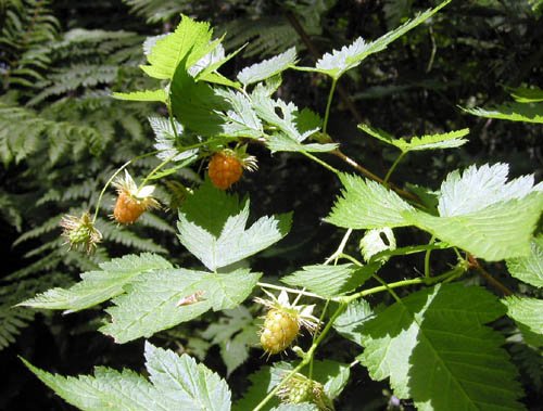 image salmonberry-rubus-spectabilis-northwesttrek-wa-jpg