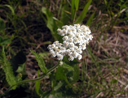 image yarrow-achillea-millefolium-bc-jpg