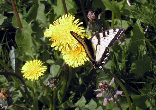 image butterfly-on-balsamroot-balsamorhiza-sagittata-close-up-jpg
