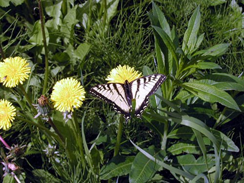 image butterfly-on-balsamroot-moose-lake-bc-jpg
