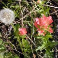 Weeds & Wildflowers - British Columbia & Washington State