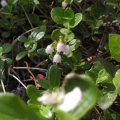 Weeds & Wildflowers - British Columbia & Washington State