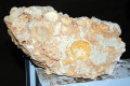 03-Fossilized-shells-specimen
