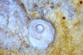 31-Aven-in-cave-roof