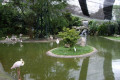 09-Kuala-Lumpur-Bird-Park-KLBP