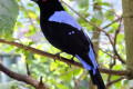 Asian-Fairy-Bluebird-Dendang-Gajah-Irena-puella-Male-1-KLBP