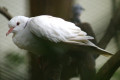 Barbary-Dove-Ringneck-Dove-Ring-Dove-Streptopelia-risoria-1-KLBP