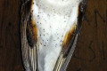 Barn-Owl-Burung-Hantu-Jampok-Kubur-Tyto-alba-KLBP