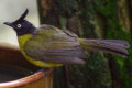 Black-crested-Bulbul-Merbah-Jambul-Hitam-Pycnonotus-melanicterus-2-KLBP