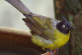 Black-crested-Bulbul-Merbah-Jambul-Hitam-Pycnonotus-melanicterus-5-KLBP
