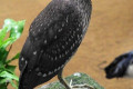 Black-crowned-Night-Heron-Pucung-Kuak-Nycticorax-nycticorax-Female-2-KLBP