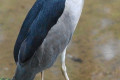 Black-crowned-Night-Heron-Pucung-Kuak-Nycticorax-nycticorax-Male-3-KLBP