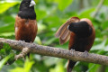 Black-headed-Munia-Chestnut-Munia-Mannikin-Pipit-Rawa-Lonchura-atricapilla-6-KLBP