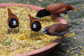Black-headed-Munia-Chestnut-Munia-Mannikin-Pipit-Rawa-Lonchura-atricapilla-and-a-Scaly-breasted-Munia-7-KLBP