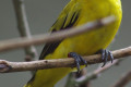 Black-naped-Oriole-Dendang-Selayang-Oriolus-chinensis-3-KLBP