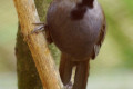 Black-throated-Laughingthrush-Garrulax-chinensis-1-KLBP
