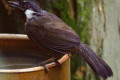 Black-throated-Laughingthrush-Garrulax-chinensis-after-a-bath-KLBP