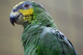 Blue-fronted-Amazon-Turquoise-fronted-Amazon-Blue-fronted-Parrot-Burung-Amazon-Kepala-Biru-Amazona-aestiva-1-KLBP