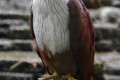 Brahminy-Kite-Lang-Merah-Haliastur-Indus-3-KLBP