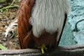 Brahminy-Kite-Lang-Merah-Haliastur-Indus-6-KLBP