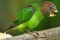 Brown-headed-Parrot-Poicephalus-cryptoxanthus-Juvenile-2-KLBP