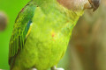 Brown-headed-Parrot-Poicephalus-cryptoxanthus-Juvenile-4-KLBP