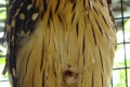 Buffy-Fish-Owl-Malay-Fish-Owl-Burung-Hantu-Kuning-Bubo-ketupu-3-KLBP