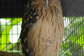 Buffy-Fish-Owl-Malay-Fish-Owl-Burung-Hantu-Kuning-Bubo-ketupu-4-KLBP