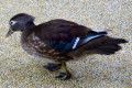 Carolina-Duck-Wood-Duck-Itik-Carolina-Aix-sponsa-Female-KLBP