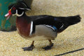 Carolina-Duck-Wood-Duck-Itik-Carolina-Aix-sponsa-Male-12-KLBP