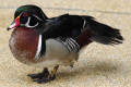 Carolina-Duck-Wood-Duck-Itik-Carolina-Aix-sponsa-Male-3-KLBP
