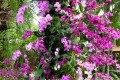09-Purple-Dendrobium-and-Phalaenopsis-orchids-Jurong-Bird-Park-SG-2011