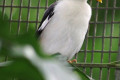 Black-winged-Starling-Burung-Perling-Sayap-Hitam-Sturnus-melanopterus-2-JBP-SG-2011