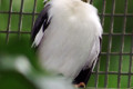 Black-winged-Starling-Burung-Perling-Sayap-Hitam-Sturnus-melanopterus-3-JBP-SG-2011