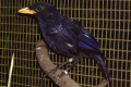 Blue-Whistling-Thrush-Murai-Biru-Bersiul-Myophonus-caeruleus-JBP-SG-2011