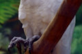 Blue-eyed-Cockatoo-Cacatua-ophthalmica-2010