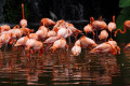 Caribbean-Flamingo-American-Flamingo.-Rosy-Flamingo-Phoenicopterus-ruber-2010