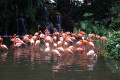Caribbean-Flamingos-Phoenicopterus-ruber-1-JBP-SG-2011