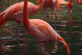Caribbean-Flamingos-Phoenicopterus-ruber-2-JBP-SG-2011