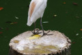 Cattle-Egret-Buff-backed-Heron-Bulbulcus-ibis-1-JBP-SG-2011