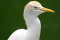 Cattle-Egret-Buff-backed-Heron-Bulbulcus-ibis-2-JBP-SG-2011