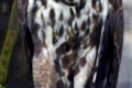 Changeable-Hawk-eagle-Spizaetus-cirrhatus-2010