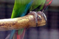 Chestnut-fronted-Macaw-Severe-Macaw-Ara-severus-2010