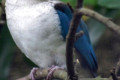Collared-Kingfisher-Halcyon-chloris-humii-1-2010