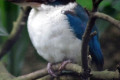 Collared-Kingfisher-Halcyon-chloris-humii-2-2010