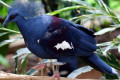 Common-Crowned-Pigeons-Goura-cristata-2-2010